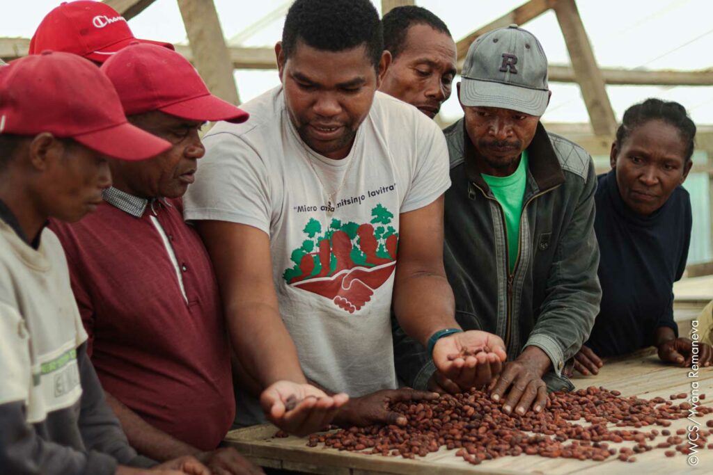 Comparaison des fêves