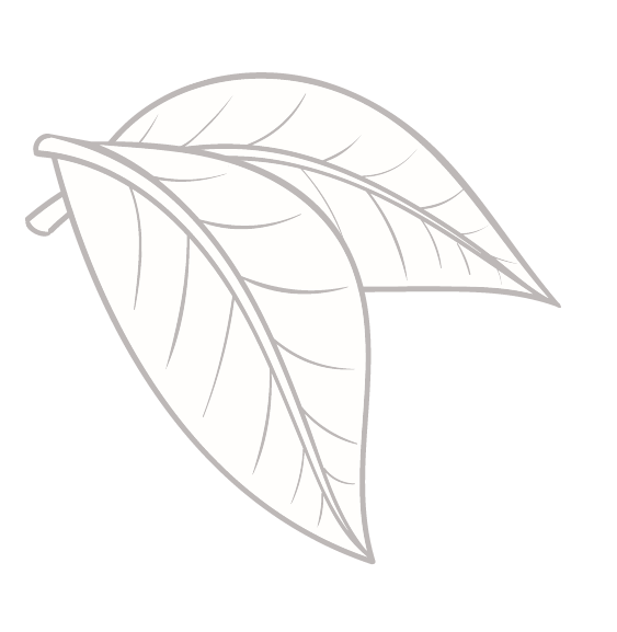 Feuille de cacaoyer