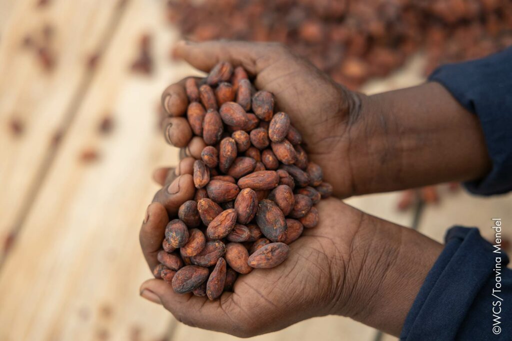 Fève de cacao tenue dans la main